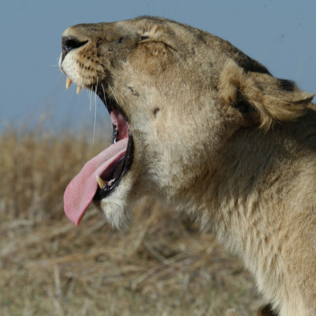 Swamp Lions
