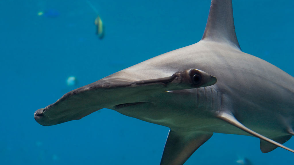 World's Deadliest Sharks - National Geographic for everyone in