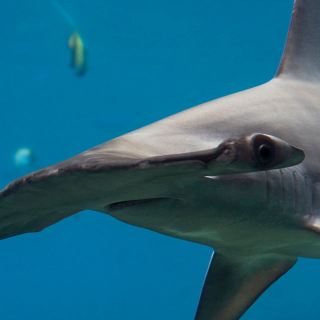 World's Deadliest Sharks