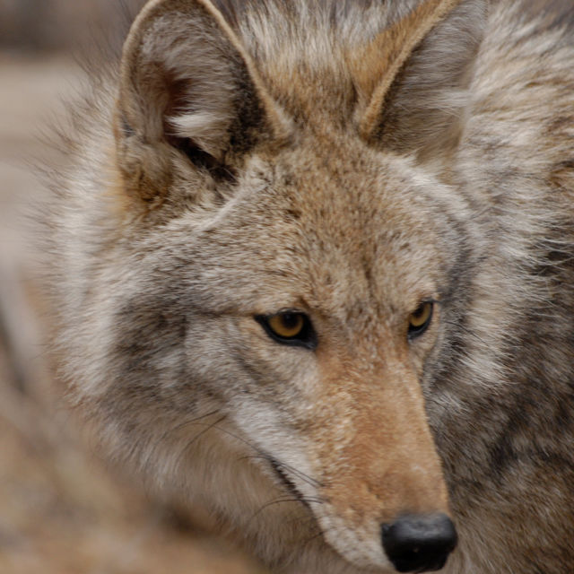 Killed By Coyotes