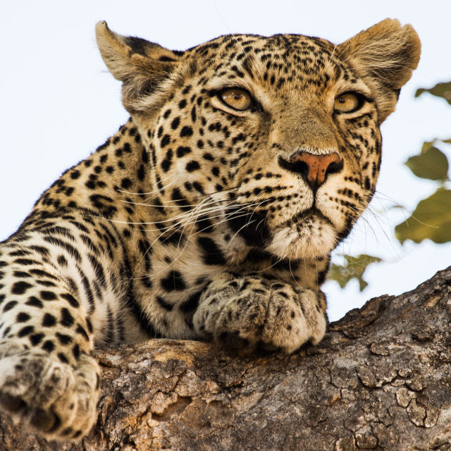Leopard & Hyena: Strange Alliance