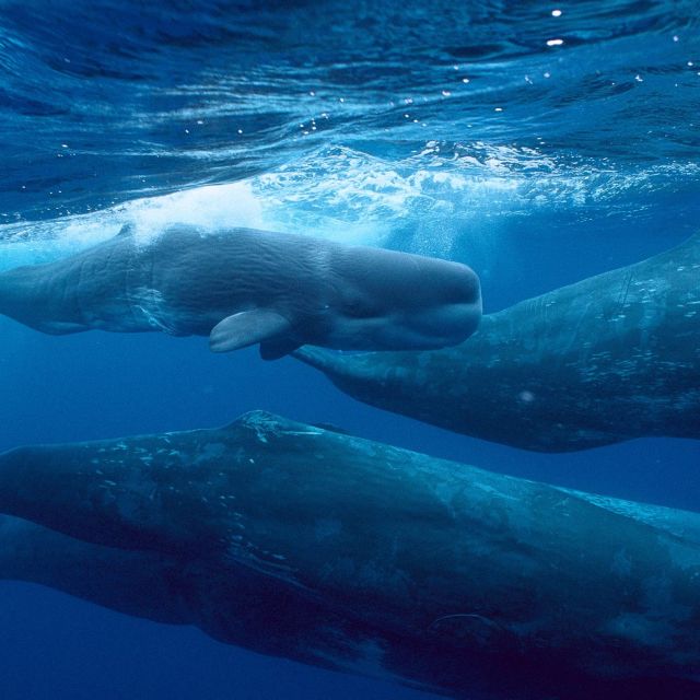 Giants of The Deep Blue