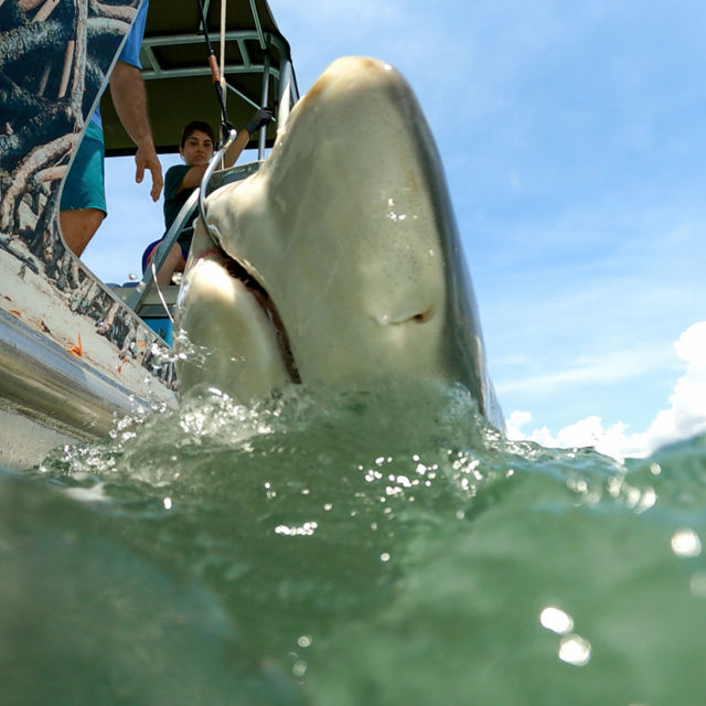 Bull Shark Bandits