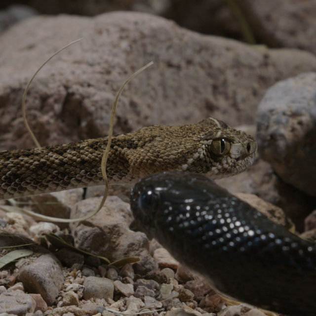 America's Super-Snake