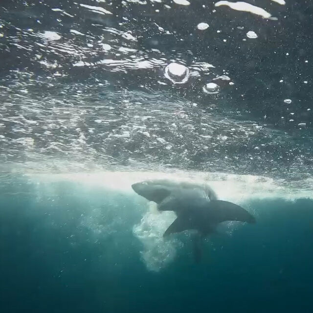 Baby Sharks in the City