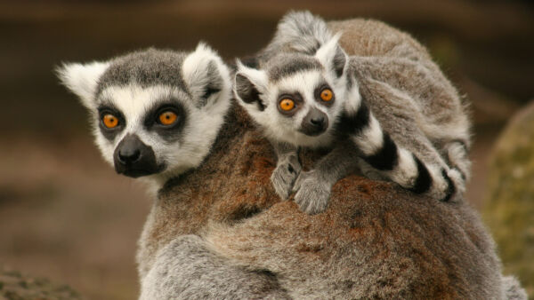 Madagascar's Legendary Lemurs