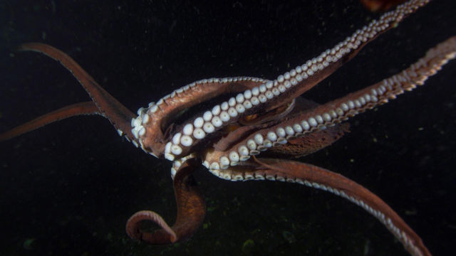 Deep Sea Dwellers
