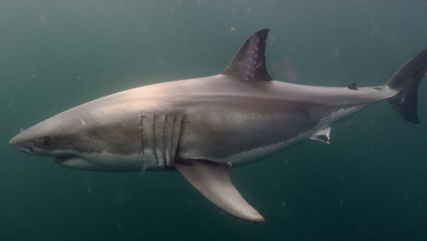 Sharks of the North