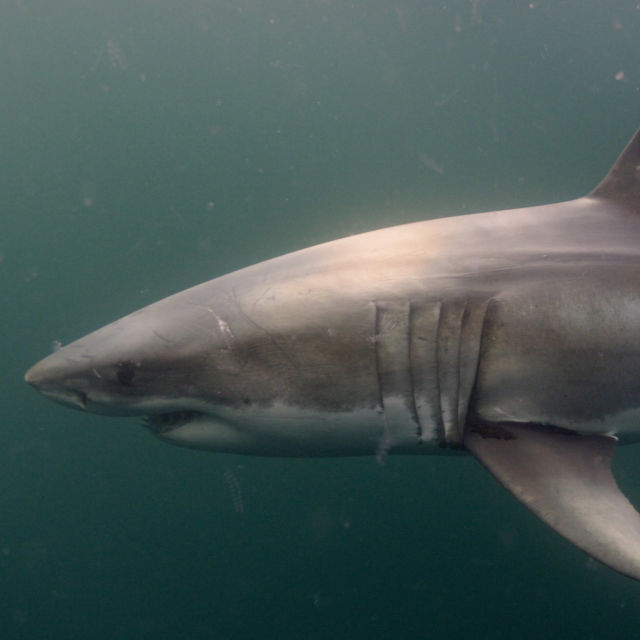 Sharks of the North