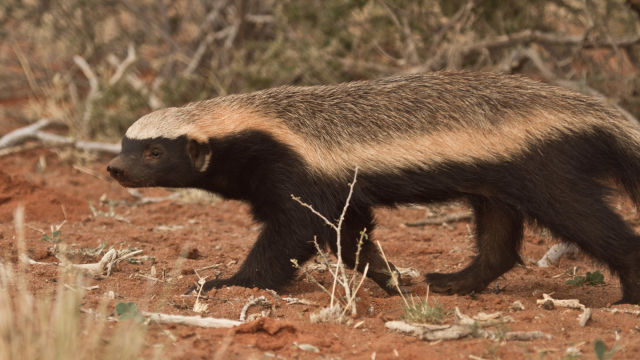 The Incredible Honey Badger