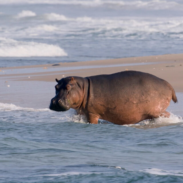 Surfing Hippos - Gabon's Jungle Beach