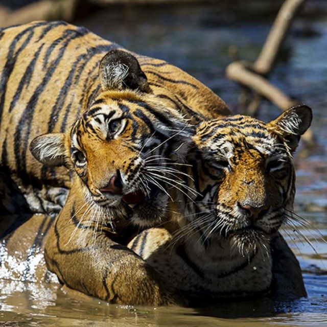 Clash of Tigers