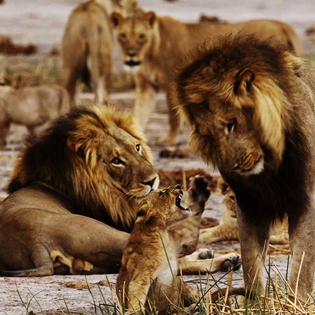 Birth of a Pride
