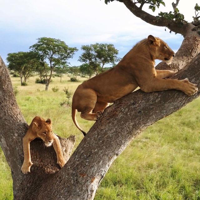 Tree Climbing Lions