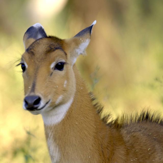 Wild Edens: South Asia