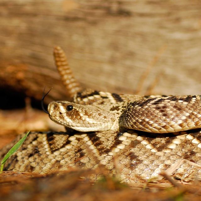 Monster Snakes