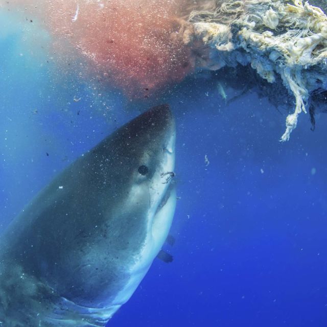 World's Biggest Great White?