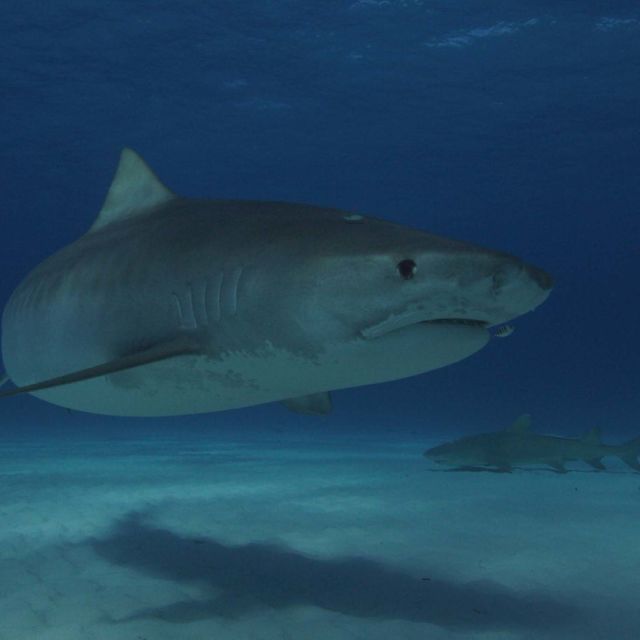 Forecast Shark Attack