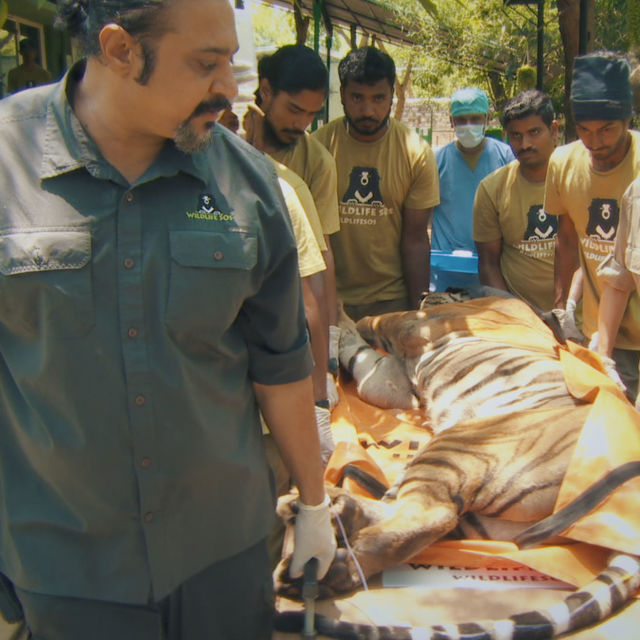 Jungle Animal Rescue