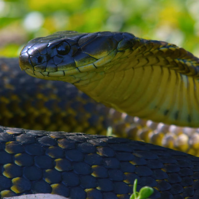 Snake Island: Wild & Deadly