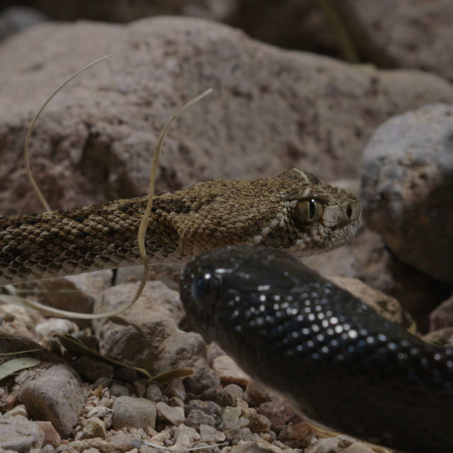 America's Super-Snake