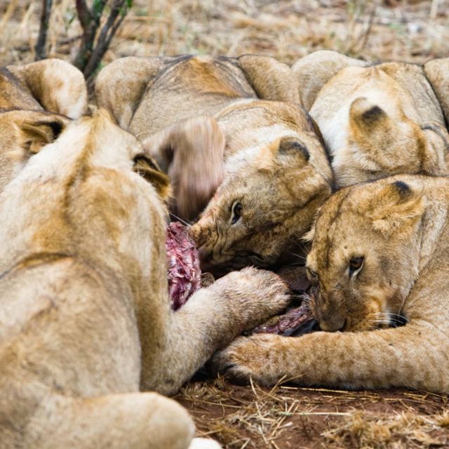 World's Deadliest: Lions