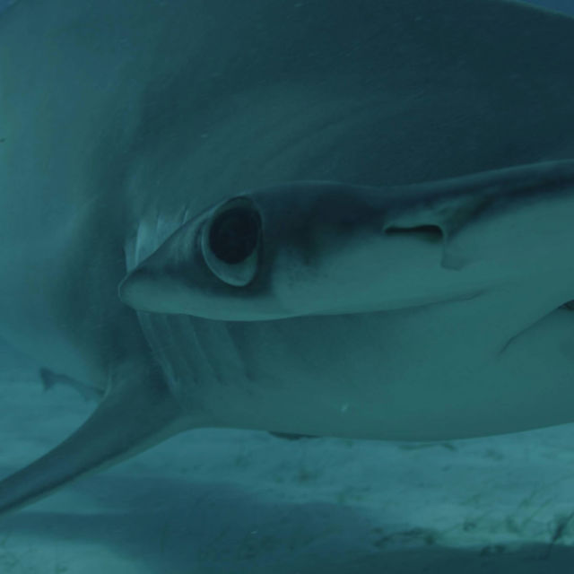 Mega Hammerhead: Ultimate Predator