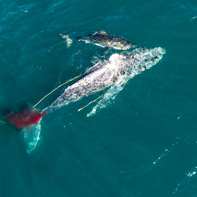 Shark Vs Whale