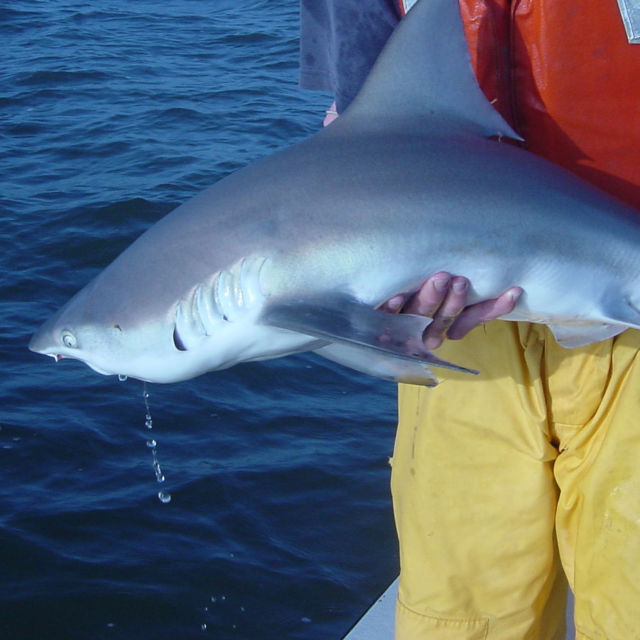 United Sharks of America