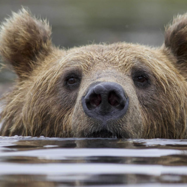 Wild Lapland