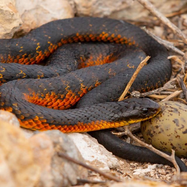 Killer Snakes
