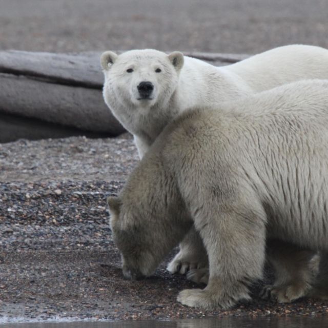 Alaska's Deadliest: Predator Prowl