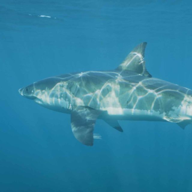 Shark Attacktics