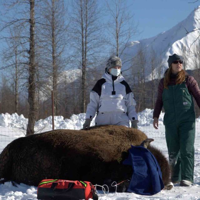 Dr. Oakley, Yukon Vet Comp 2021 - Wild Winter