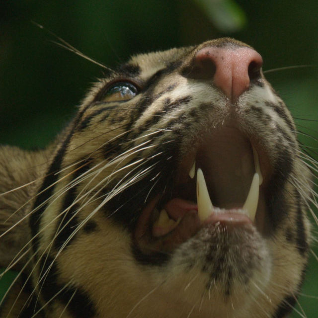 Thailand Wild Cats