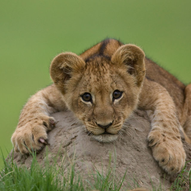 Big Cat Odyssey (Revealed)