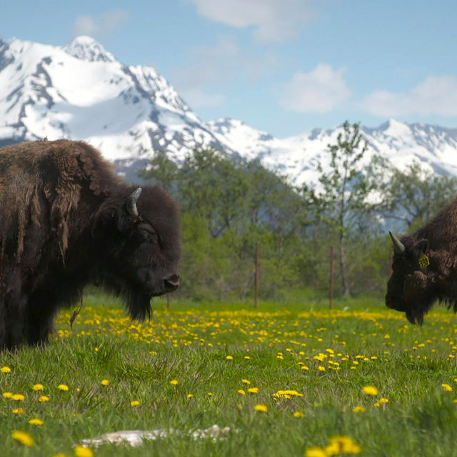 Alaska and the Wilds Beyond