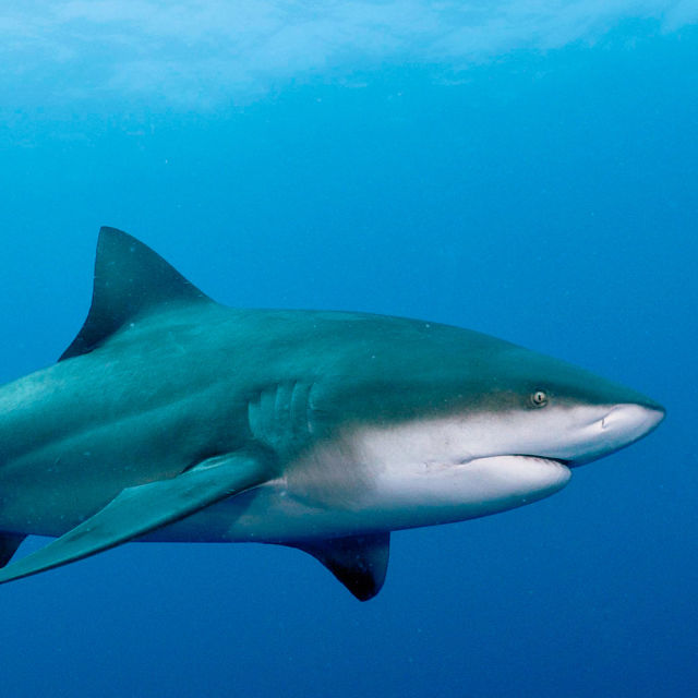 Backyard Bull Shark