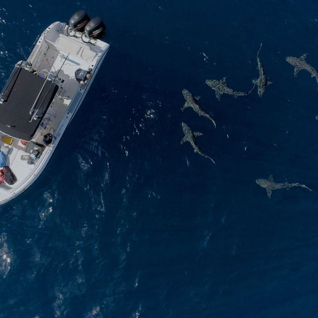 Jaws VS Boats