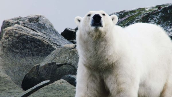 Wild Arctic
