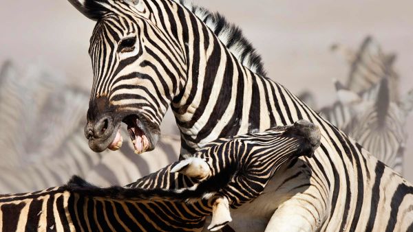 World's Deadliest: Lions
