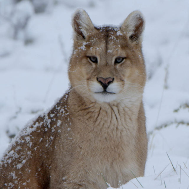 Winter's Hidden Wonders