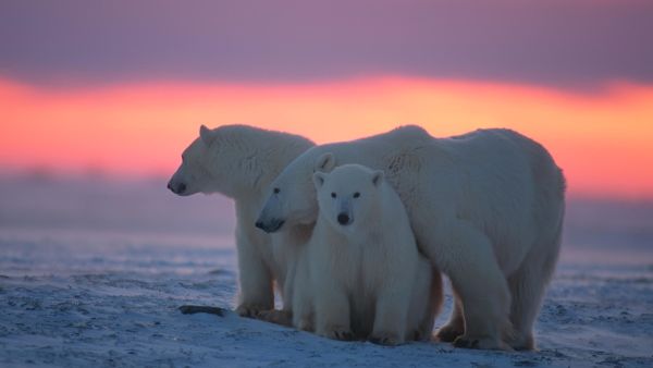 Kingdom of The Polar Bears