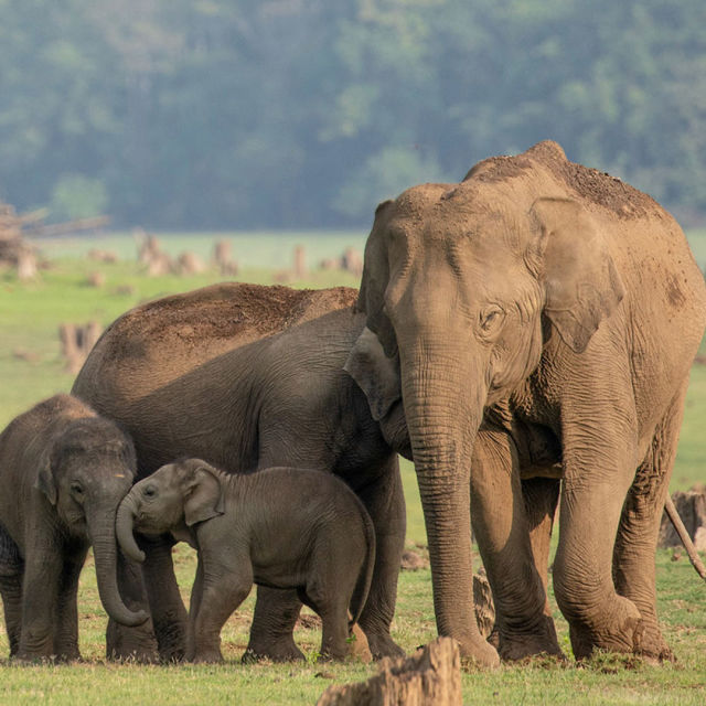Secrets of the Elephants