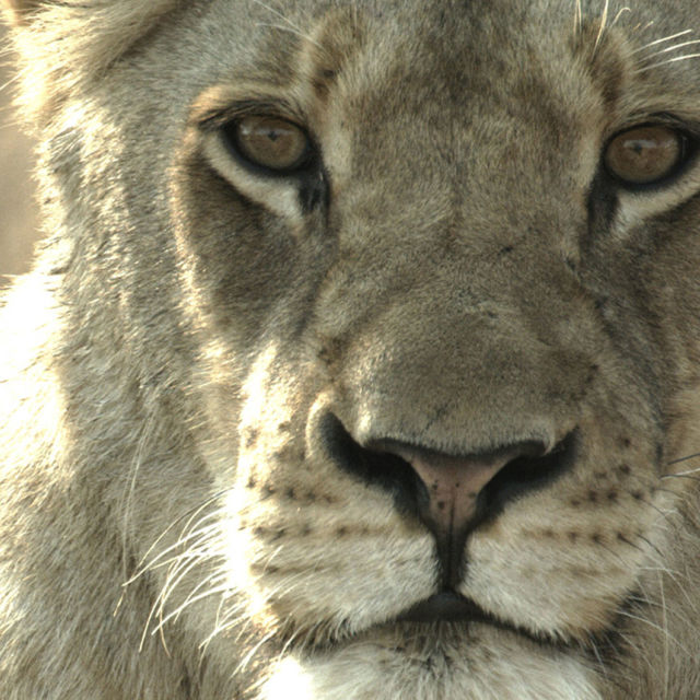 Malika: The Lion Queen