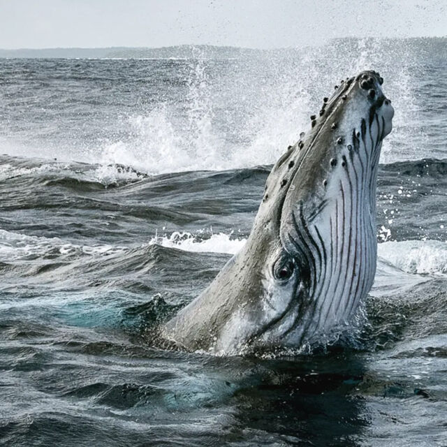 Secrets of the Whales