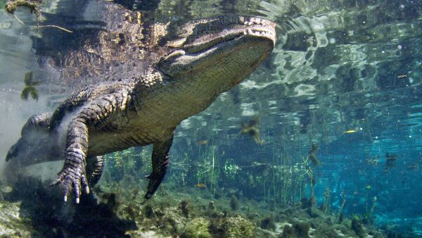 Wild Florida