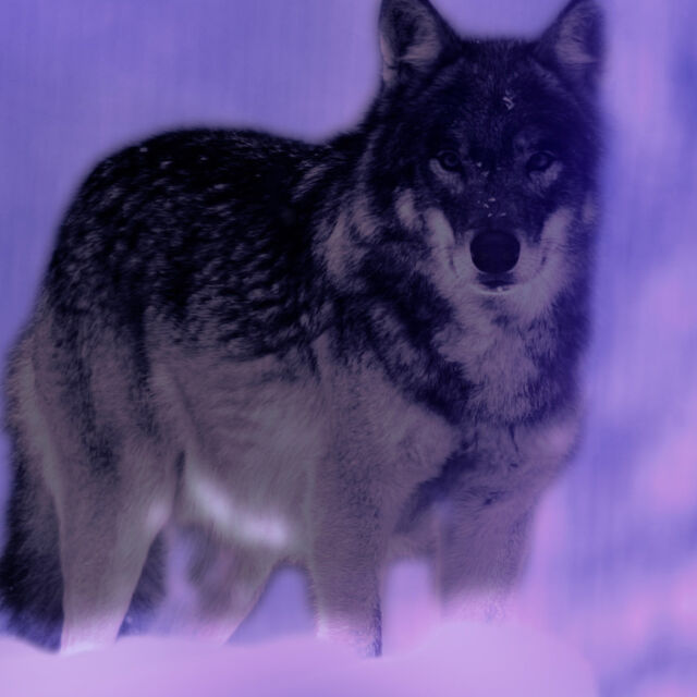 Wild, Smart and Deadly