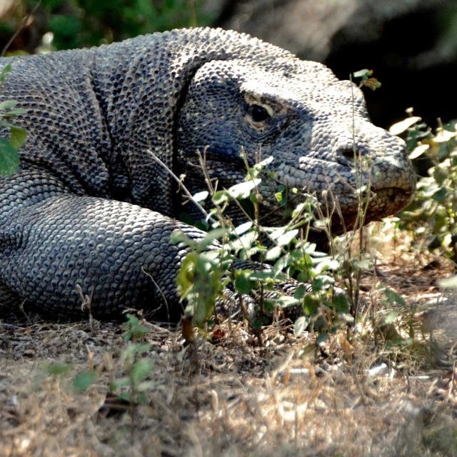 Komodo Dragons
