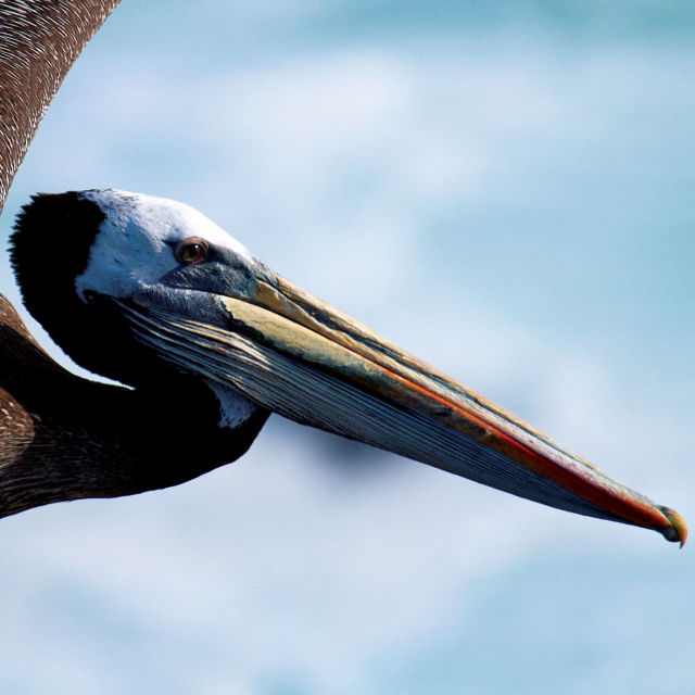 Bird Nation